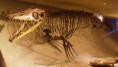 /album/galeria-spinosaurov/mosasaurus-hoffmannii-jpg1/